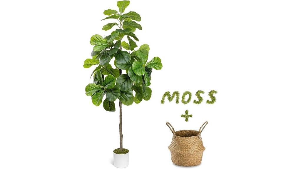 six foot fiddle leaf