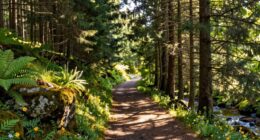 nature aids mental recovery