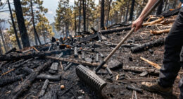 Wildfire Incinerates a ‘Hidden Gem’ in Utah’s Mountains